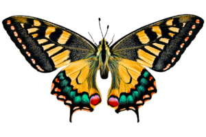 wildlife, butterfly, flying-4738408.jpg