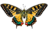 wildlife, butterfly, flying-4738408.jpg