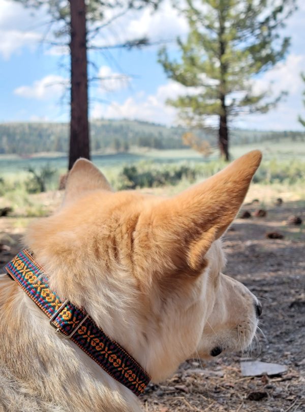 FURRY PATITAS ORANGE/BLUE ADJUSTABLE COLLAR - Image 3